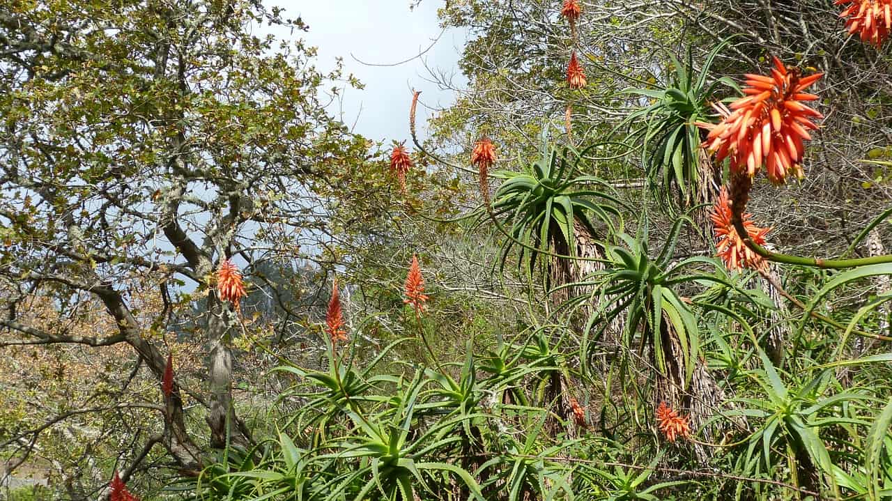 Madeira Flora Pflanzenwelt