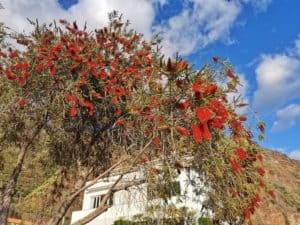 Baum mit roten Blüten