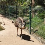 Madeira Galerie 1861