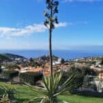 Madeira Galerie 309