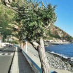 Madeira Galerie 687