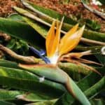 Madeira Galerie 87